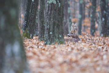 Roebuck in the forest