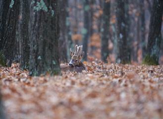 Roebuck in the forest