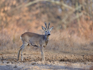 Roebuck in the forest