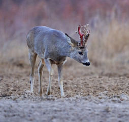 Roebuck in the forest