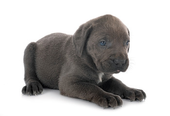 puppy cane corso