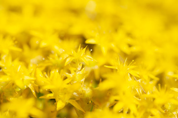 Yellow carpet of sedum lineare inflorescences of yellow flowers.