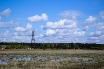 countryside. Cows graze on the background of the forest