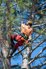 pruning a tree