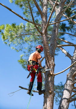 pruning a tree