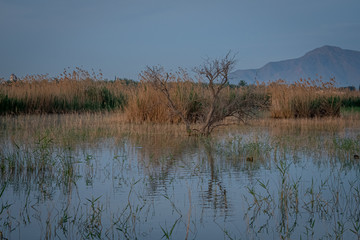 Spain. Sunrise in the El Hondo de Elche natural park. Alicante