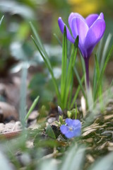 Violetter Krokus (Crocus)