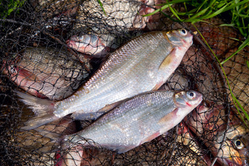 Two freshwater white bream or silver bream on keepnet with bronze breams or carp breams on natural background..