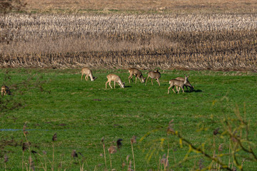 Mehrere Rehe auf einer Wiese