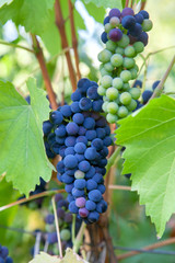 Bunch of blue grapes in the garden.