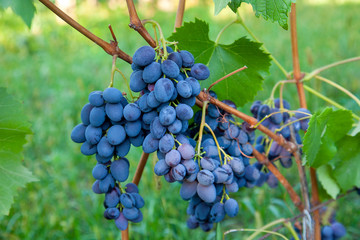 Bunch of blue grapes in the garden.