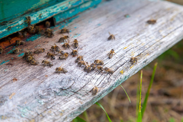 Swarming bees at the entrance of old beehive in apiary..