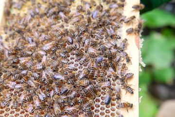Close up view of working bees on honeycomb with sweet honey.