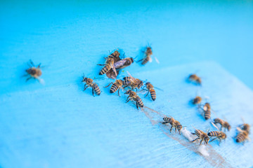 Swarming bees at the entrance of light blue beehive in apiary..