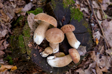 Several boletus mushroom in the wild. Porcini mushroom (Boletus aereus) on old fungy hemp in forest...
