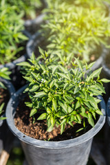 Chili plant growing in plant pot, organice vegetable farm, outdoor day light