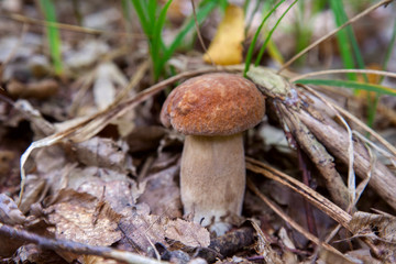 Boletus mushroom in the wild. Porcini mushroom grows on the forest floor at autumn season..