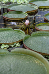 water lily