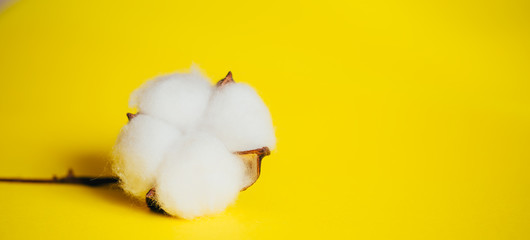 Fototapeta na wymiar soft cotton bud