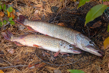 Freshwater pike fish. Two Freshwater pikes fish lies on keep net at autumn time..