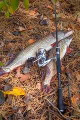 Freshwater pike fish. Two freshwater pike fish and fishing rod with reel on yellow leaves at autumn...