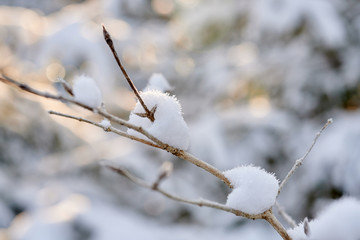 Young buds covered with snow