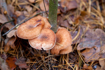 Wild forest mushrooms honey agarics in the forest among red an yellow leaves..