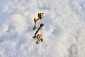 Young buds covered with snow
