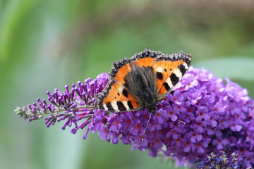 Small Tortoiseshell (Aglais urticae) sitting on the blossom of a butterly bush.