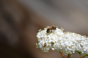 Bee
