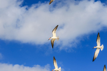 Seagulls on the sandy beach of the Miami, USA