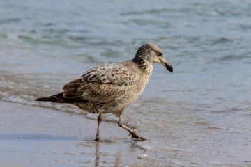 Seagulls on the sandy beach of the Miami, USA