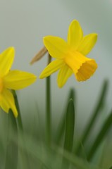 Fototapeta premium Group of yellow daffodils in spring in green gras, narcissus
