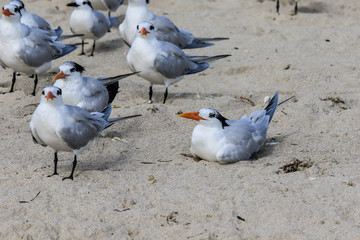 Seagulls on the sandy beach of the Miami, USA