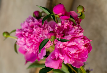 Fototapeta na wymiar bud of pink peony flower in garden