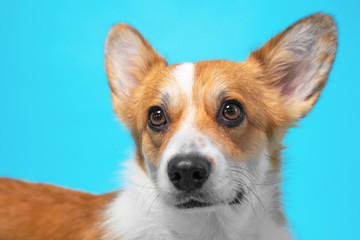 portrait funny dog (puppy) breed welsh corgi pembroke with expr
