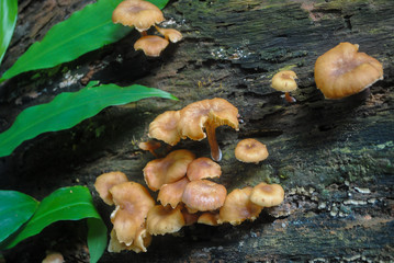 Mushroom plants grow on wood #3