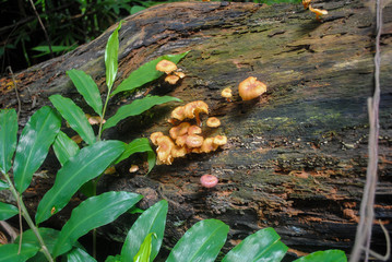 Mushroom plants grow on wood #2