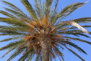 Fototapeta na wymiar beau palmier