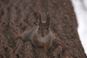 Wild squirrel on a tree eats nuts upside down in spring heavy snow