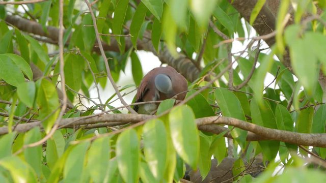Red collared dove or Red turtle dove (streptopelia tranquebarica) perching and preening feathers on tree branch. Cute bird relaxing on the tree.