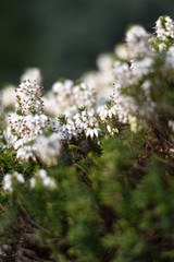 Schneeheide (Erica carnea)