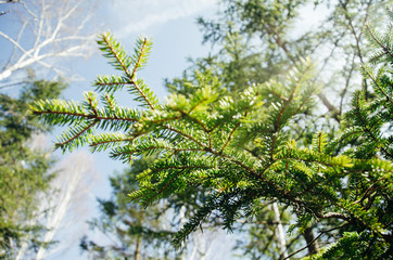 Conifer