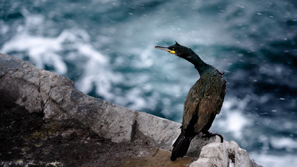 European shag, common shag (Phalacrocorax aristotelis) in snow at Hornøya, Norway