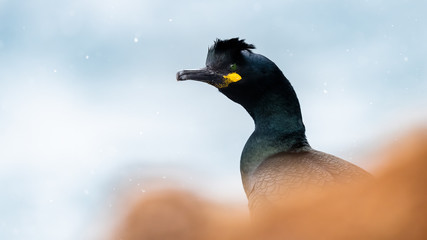 European shag, common shag (Phalacrocorax aristotelis) in snow at Hornøya, Norway