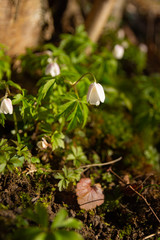 Early flowers of the Wood anemone (Anemone nemorosa) - flowers in March