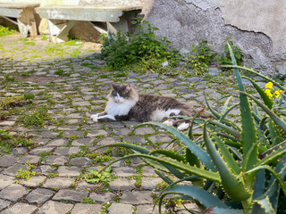 Cat relaxing in the streets