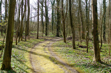 Forest track