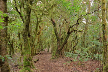 Evergreen rainforest in Garajonay national park