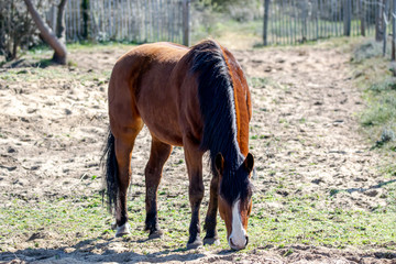 a magnificent brown horse in his park.